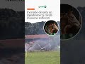 Incendio devasta un ippodromo 6 cavalli muoiono soffocati