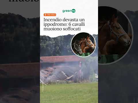 Video Incendio devasta un ippodromo 6 cavalli muoiono soffocati