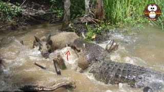 Detik - Detik Seekor Aligator Menyergap Babi Hutan.!!