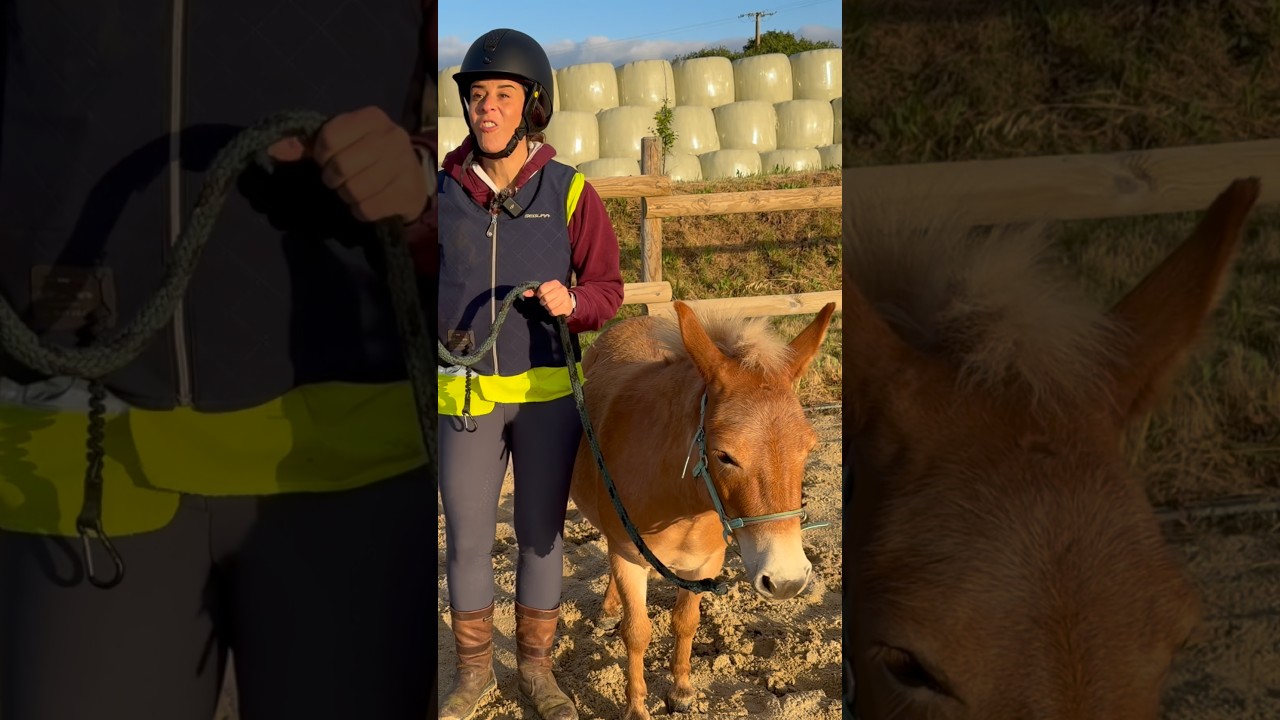 Popo passe l’épreuve de saut d’obstacle du Galop 7 🏅 et ça rigole pas … (enfin si un peu 😂)