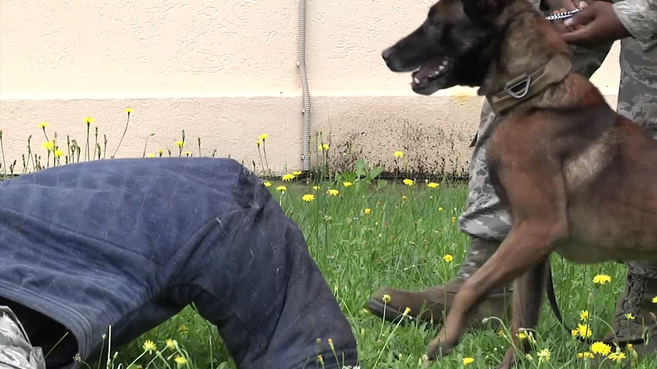 Military Working Dog Story Time