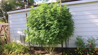 Outdoor grow D. 151.