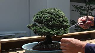 bonsai sekika hinoki 盆栽 石化檜 芽切り - YouTube