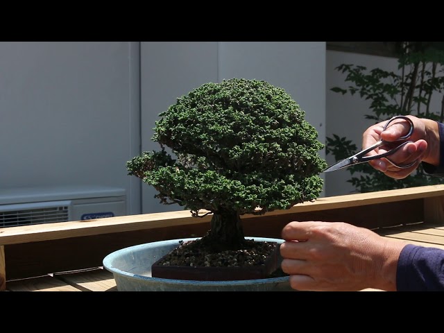 ②石化桧の盆栽　樹高は21cm程度 000000018751_1_2L21ei2.jpg