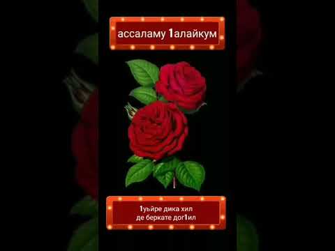 1Уьйре дика хийла картинки