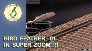 Bird's Feather under the Microscope. Unseen World in SUPER ZOOM!