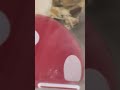 ねる #hamster #fyp #shorts