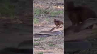 africa#reels #snake#ular#black#ularhitam#trending#reptiles#viral#cobra#fypシ#ytb#shorts#video#short