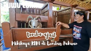 KUWU EDAN‼️Domba ajaib bertanduk 4 miliknya KDM  di Lembur Pakuan#viral#kuwuedan#kdm