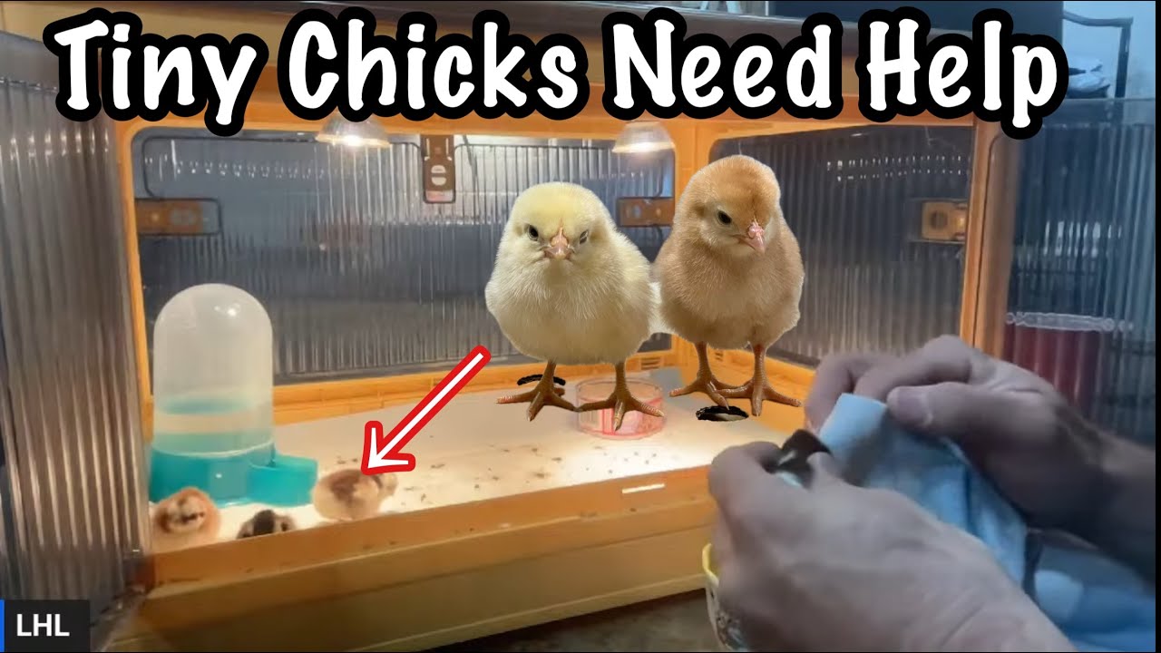 Кофейный клуб от LHL