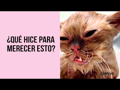10 Gatitos mojados y enojados | Divertidas imágenes de gatos