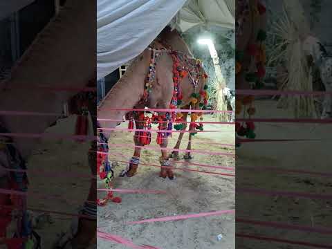 🐪 Camel Qurbani 2026 | Eid ul Adha Shorts #Shorts #eiduladha #viral