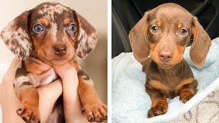 These Dashshund Puppies Are So Cute!🥰😋 Let&#39;s See What These Puppies Doing With Me 😍 | Cute Puppies