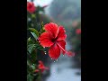 🕊️💝 #ফুলেররাজ্য #music #banglasong #flowers #fry
