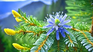 Gentle Harmonies: Healing Music for the Heart and Soul