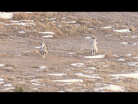 2 Coyotes with one shot!  Most EPIC 4K Predator Hunt ever!  Predator Hunting: SUPPRESEED "TRIGGERED"