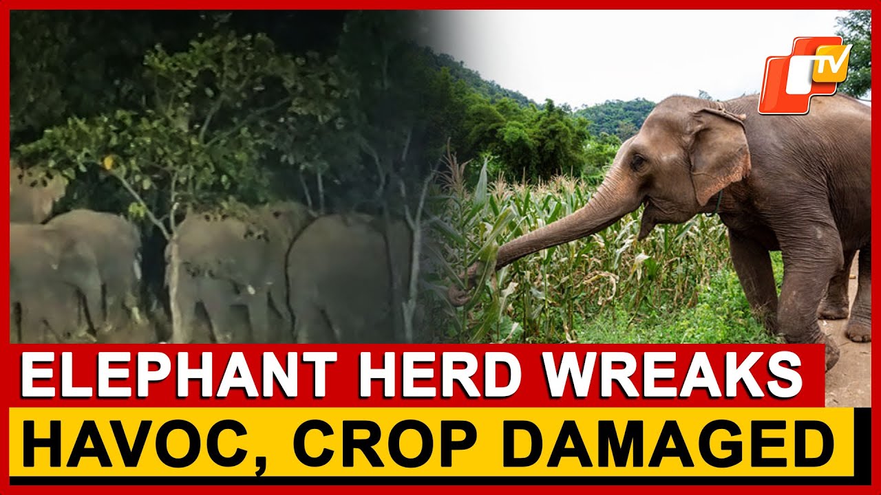 Elephants Wreak Havoc In Sundargarh Villages, Paddy Crops Destroyed