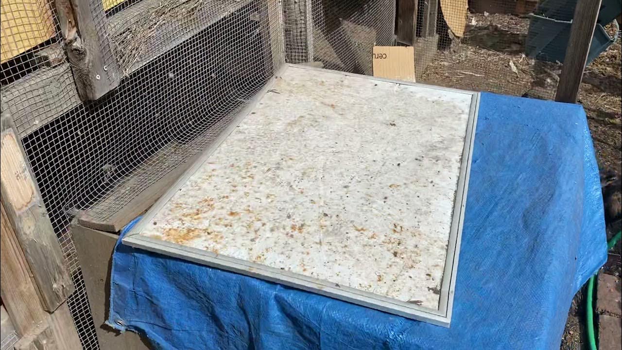 2 Reason Duck Poop 💩 Makes Great Fertilizer for a Thriving Garden