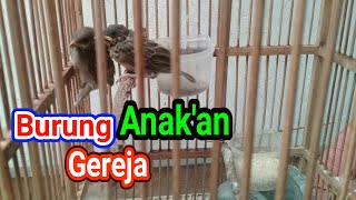 suara anakan burung gereja