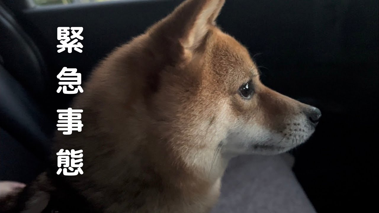 The daily life of Koro Mameshiba and Roa Mameshiba - YouTube