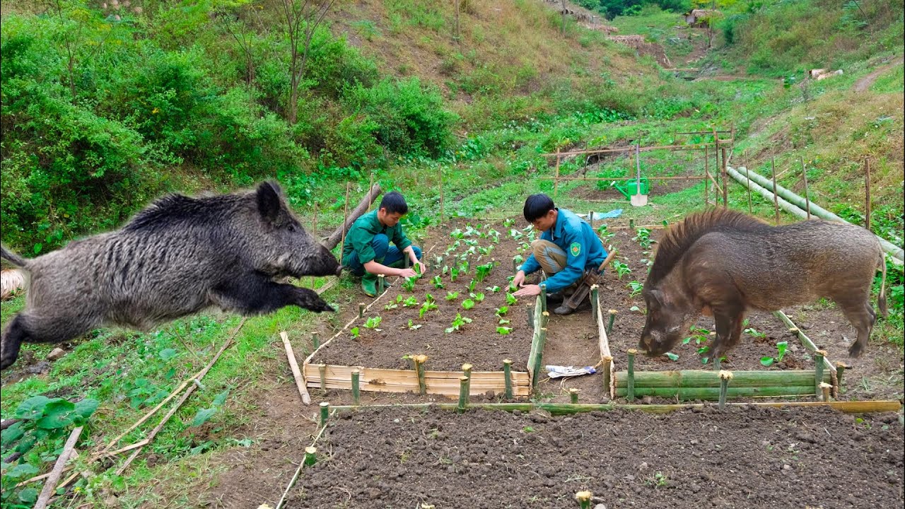Дуонг и его младший брат садят овощи, выращивают овощи и разводят свиней - семейная ферма
