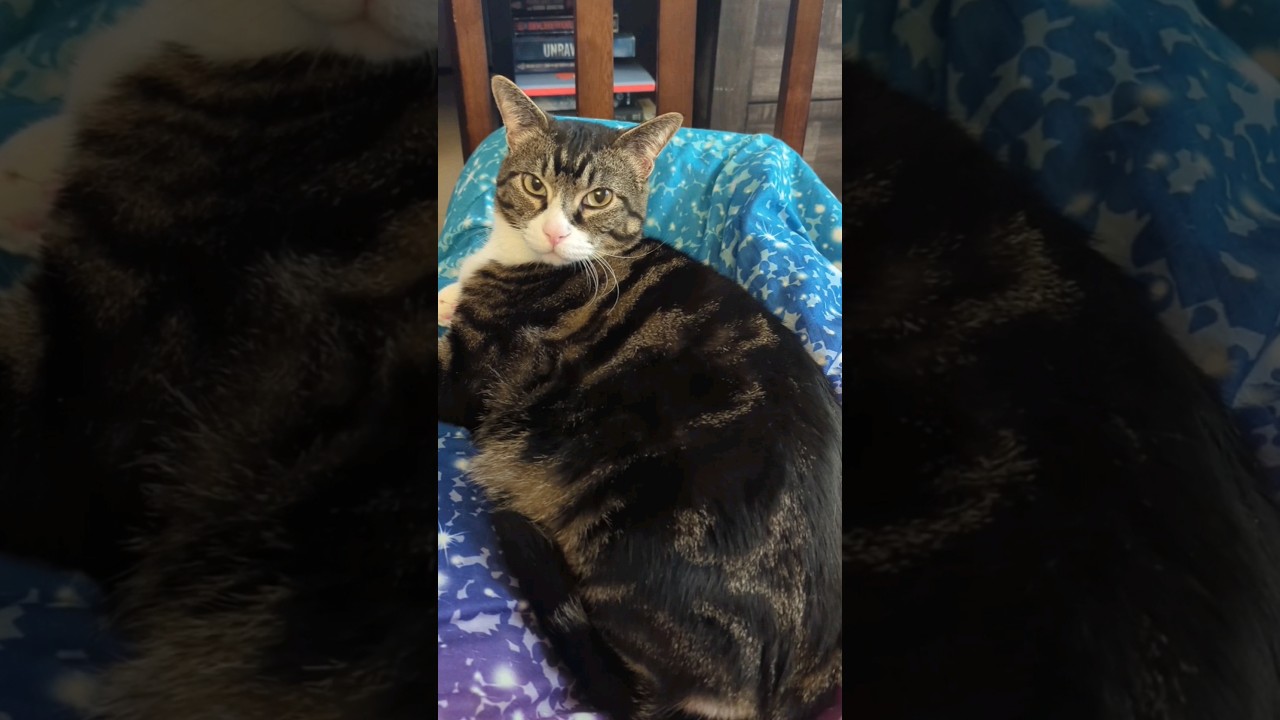 common mistakes with cats 