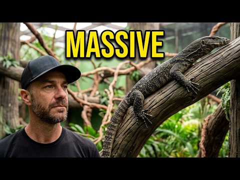 IS THIS the Best Lizard Enclosure Ever? 🦎🤯