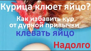 Курица клюет яйцо? Как избавить кур от дурной привычки клевать яйцо.