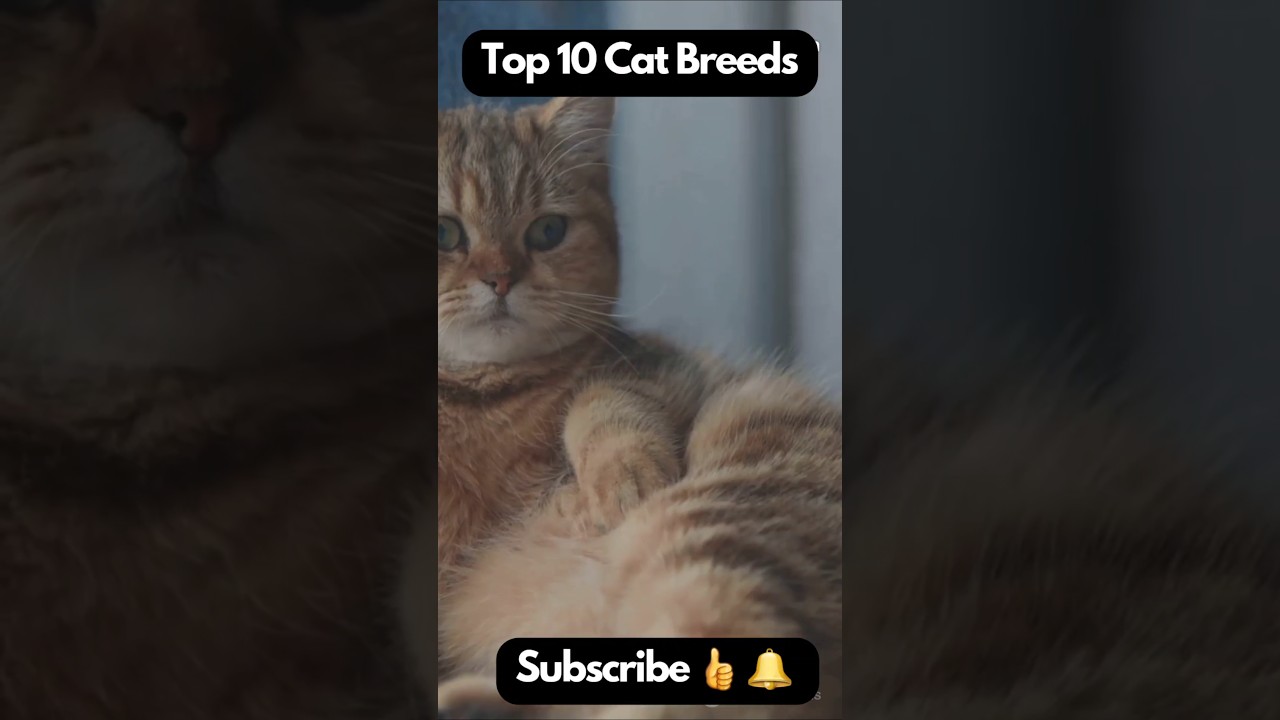 Top 10 Cat Breeds 🐈 mèo 