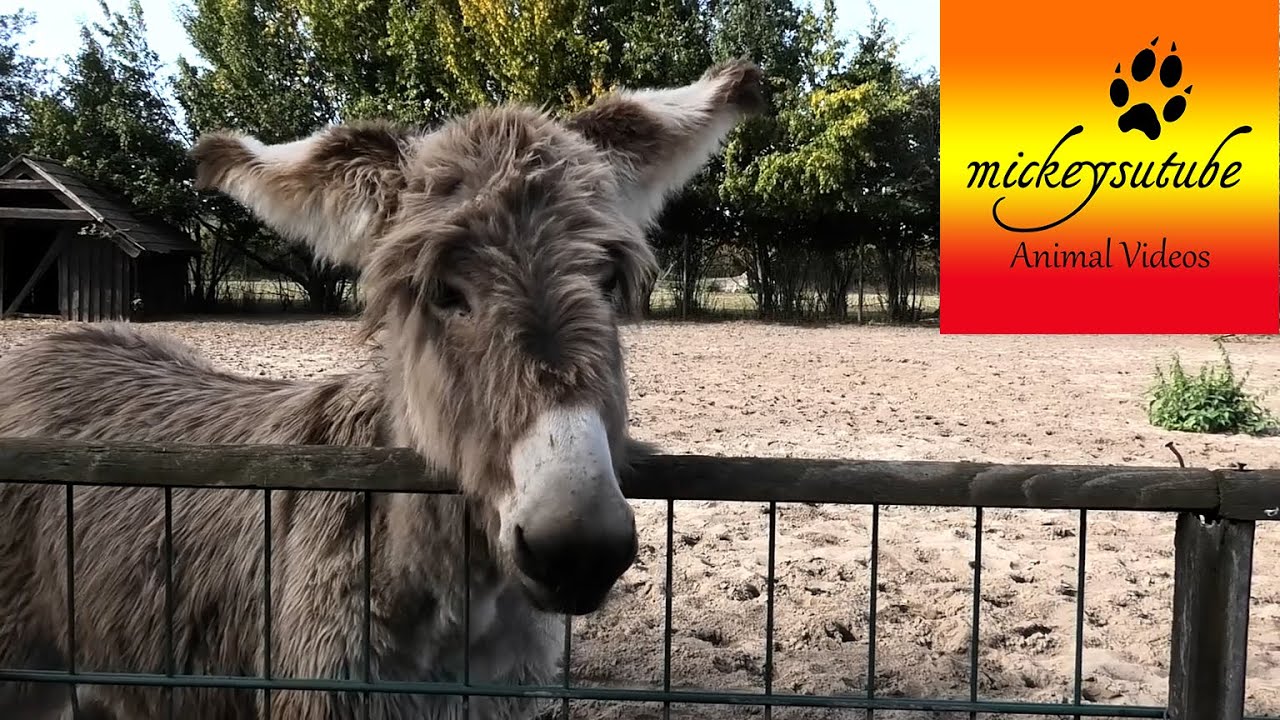 Fluffy Donkey -  Baudet du Poitou