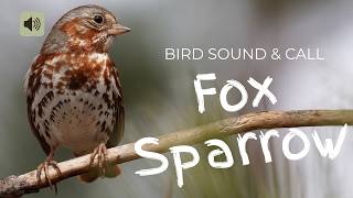 5 ) Fox Sarrow Bird Sound & Song  Real Bird Calls for Nature Study
