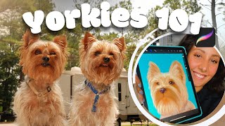 Discovering Yorkies: Digital Painting on iPad while Unraveling their Charming Secrets! screenshot 1