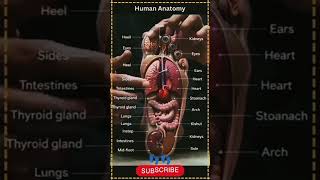 HUMAN ANATOMY👣FOOT REFLEXOLOGY MAP#shortsfeed#ytshorts#trending#viral#short#footreflexology#facts