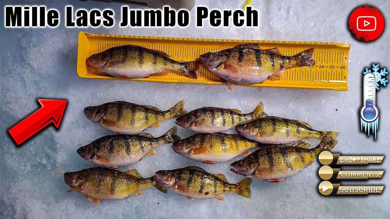 Minnesota Ice Fishing - Mille Lacs Jumbo Perch (1-25-2026)
