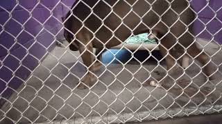 Champ 4Y Pet Id 947378 Kennel 35 Hssaz Shelter Love 2 End Day Shelter With Champ 20250808769