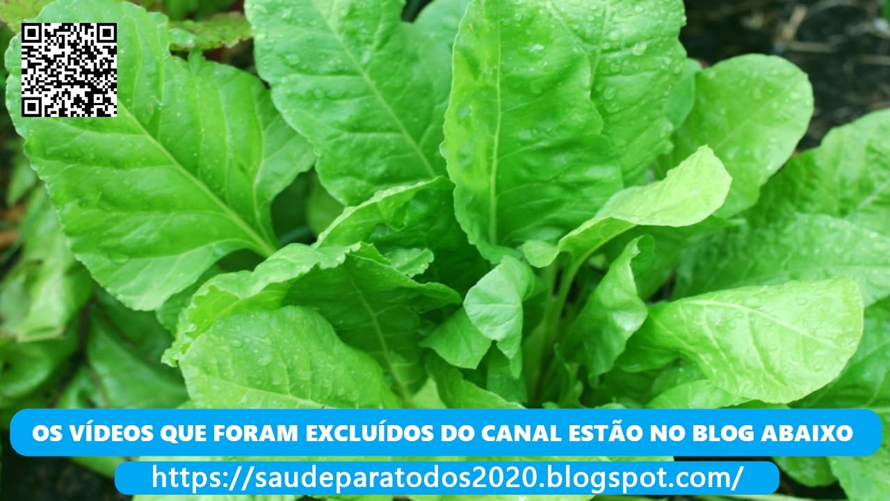 casas ruas Espinafre ( Spinacia oleracea ) serve para prevenir a diminuição da visão