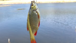 Ловля на попла попер👍 с толіком 💥клює краснопірка🎣
