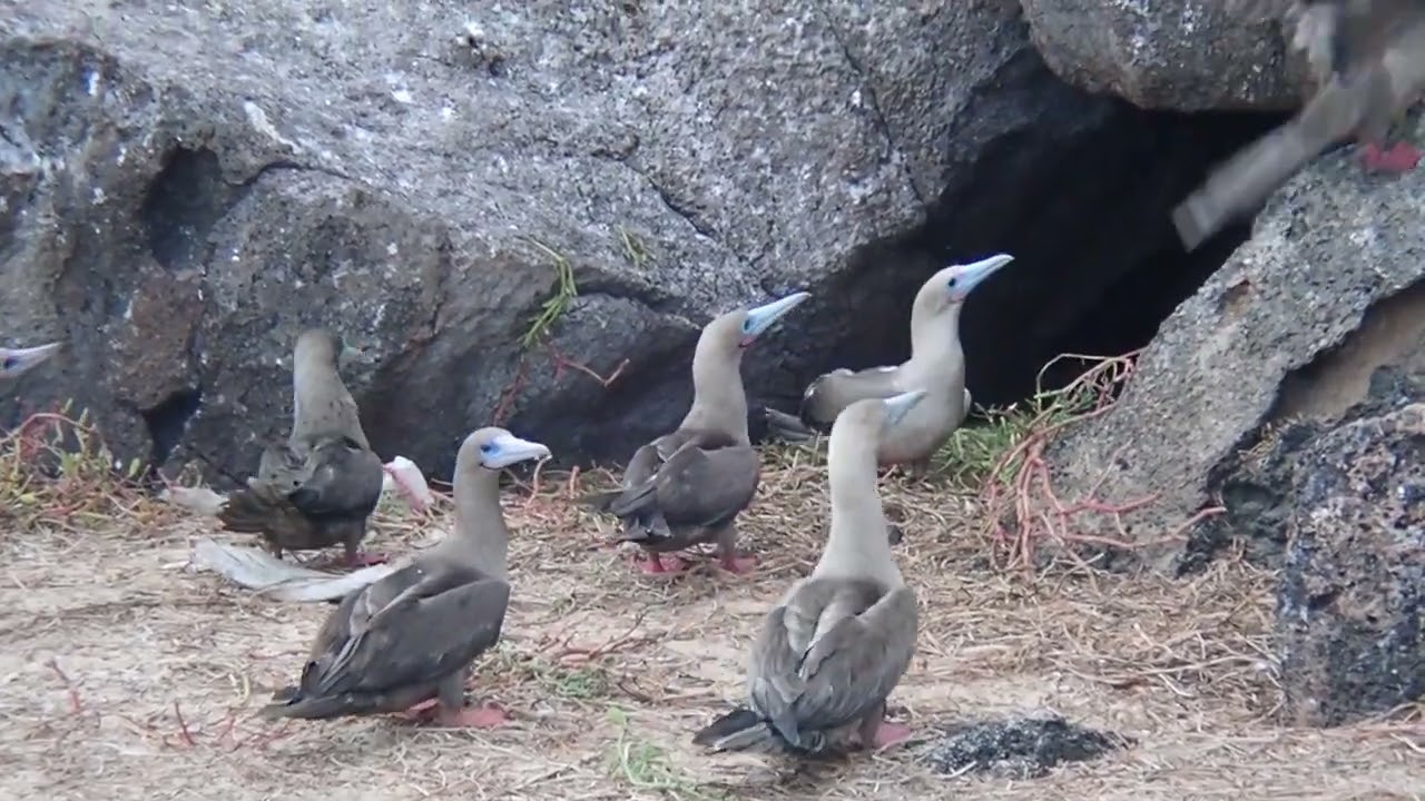Red-Footed Boobies (Darwin Bay, Genovesa Island)