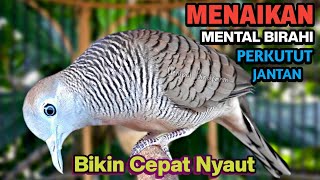Perkutut Lokal Gacor Suara Besar Pancingan Burung Perkutut Agar Cepat Bunyi.