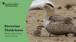 Peruvian Thick-knee: Shorebird Far From Shore