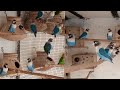 Lovebirds Blue Parrots Breeding progress | BWP Parrots