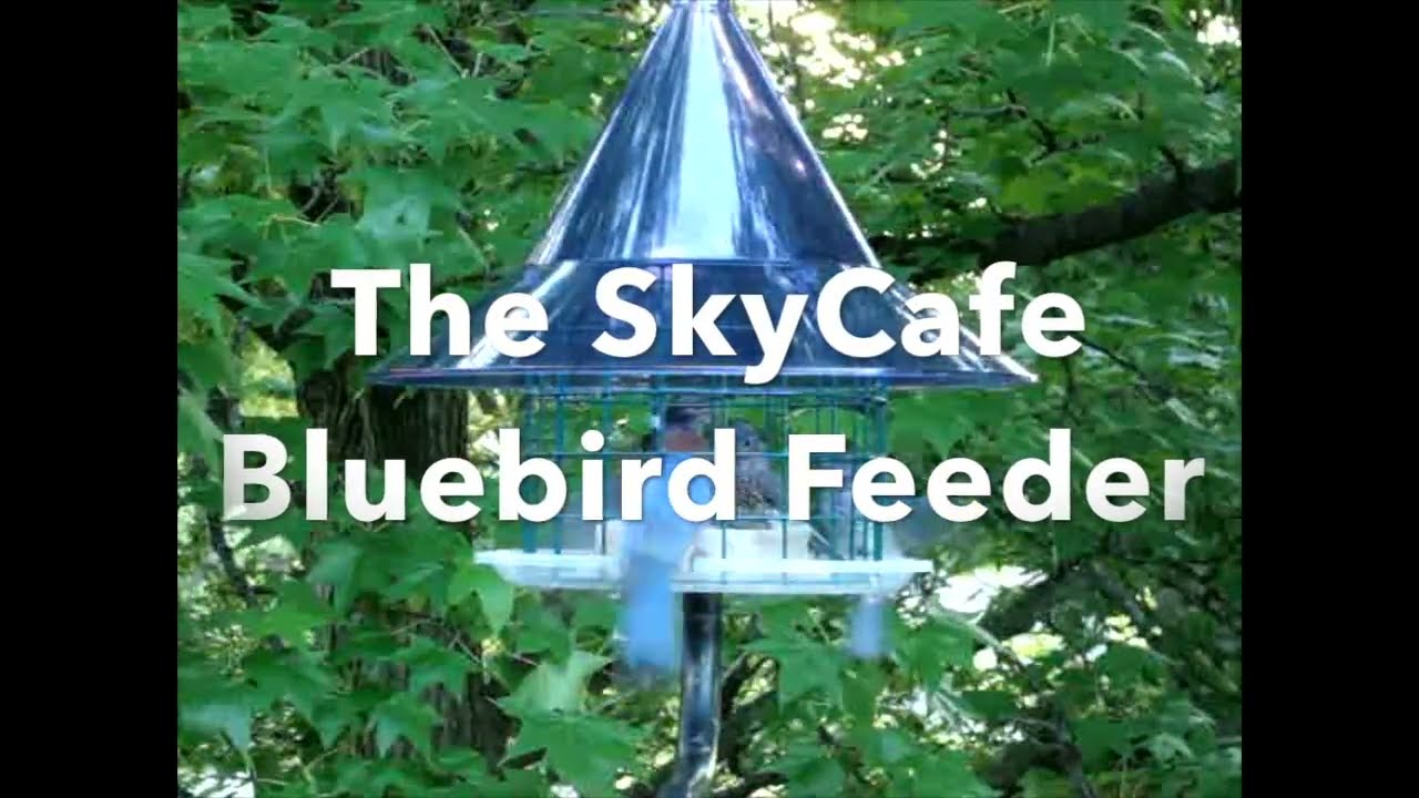SkyCafe Bluebird Feeder