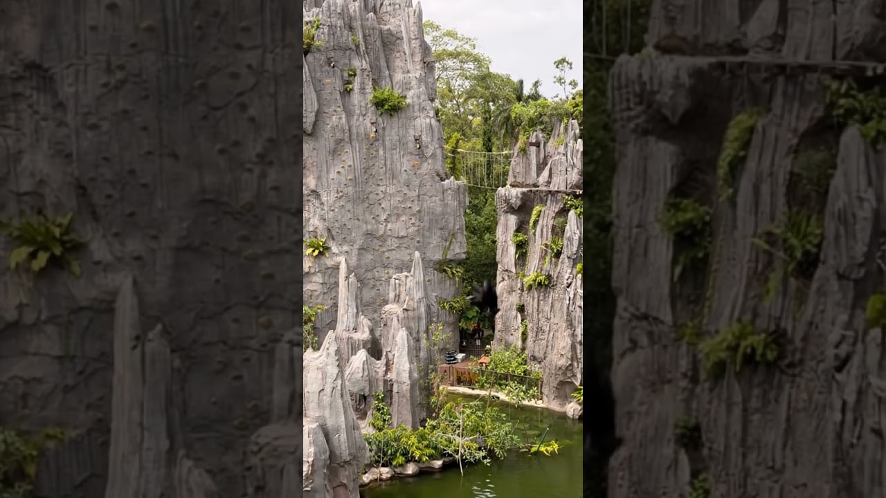 Monkey jump off a rock and lands in water