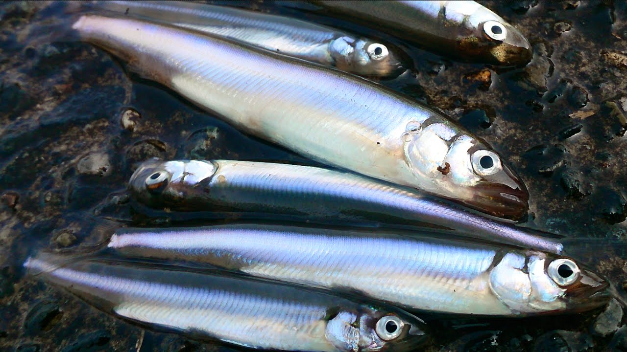 琵琶湖で小鮎 コアユ 釣り Youtube