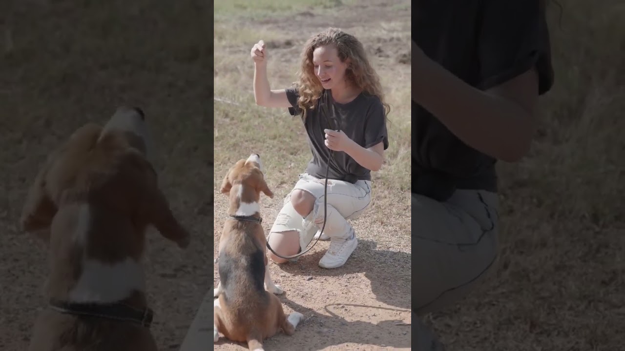 The Beagle: A Versatile Companion for All Walks of Life | pet dogs 