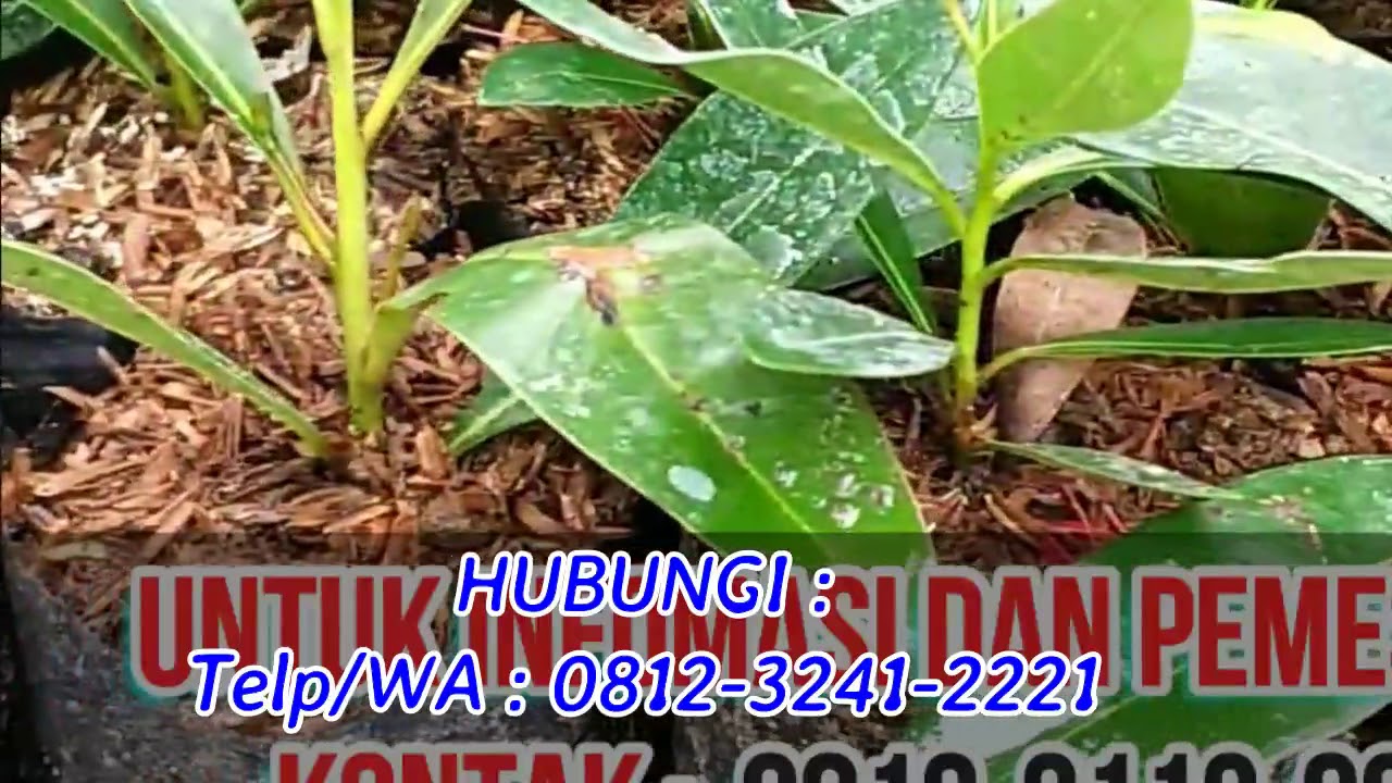 Jual Bibit Bunga Santos LEMON Grosir Bibit Tanaman 