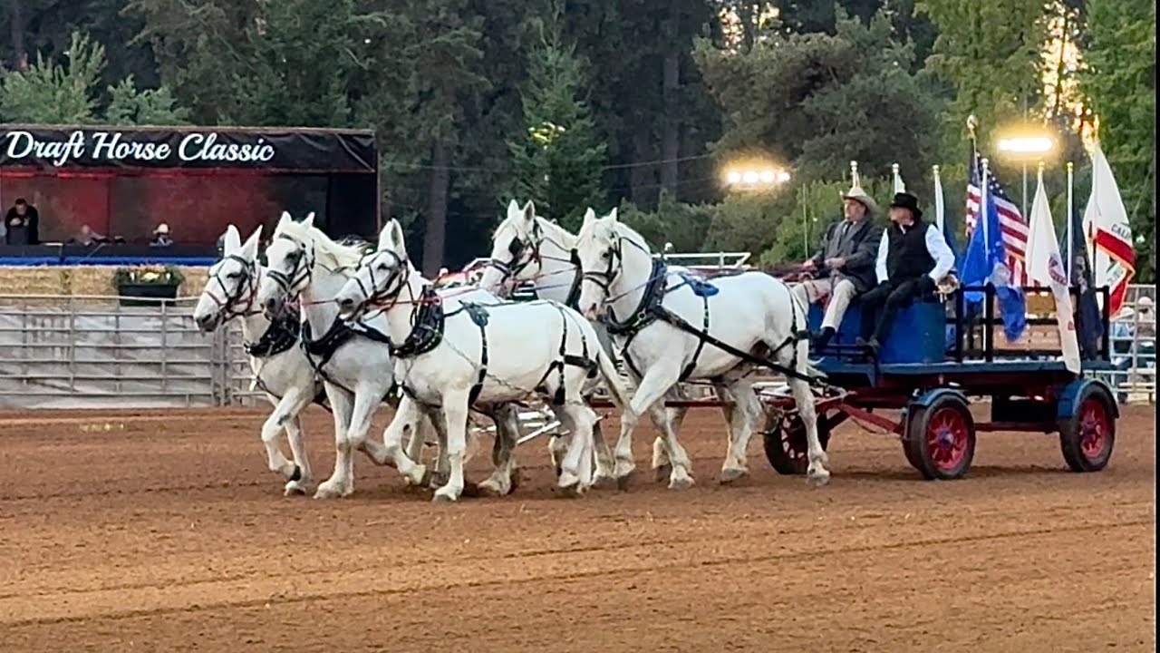 The Pick Axe Hitch (3 Percherons /2 Mules) Starts the Show at the 2025 Draft Horse Classic!