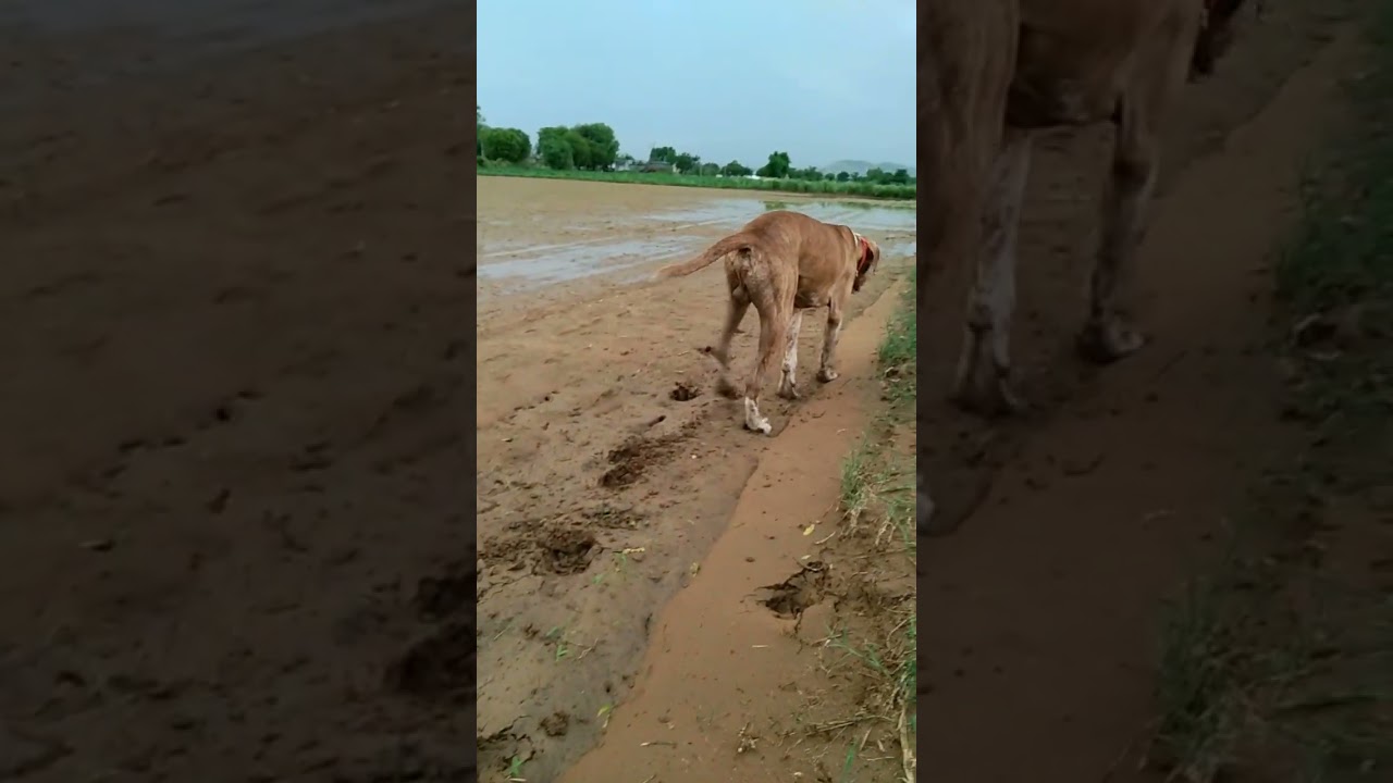 Desi Bully dog in Action || fighter dog Video || 