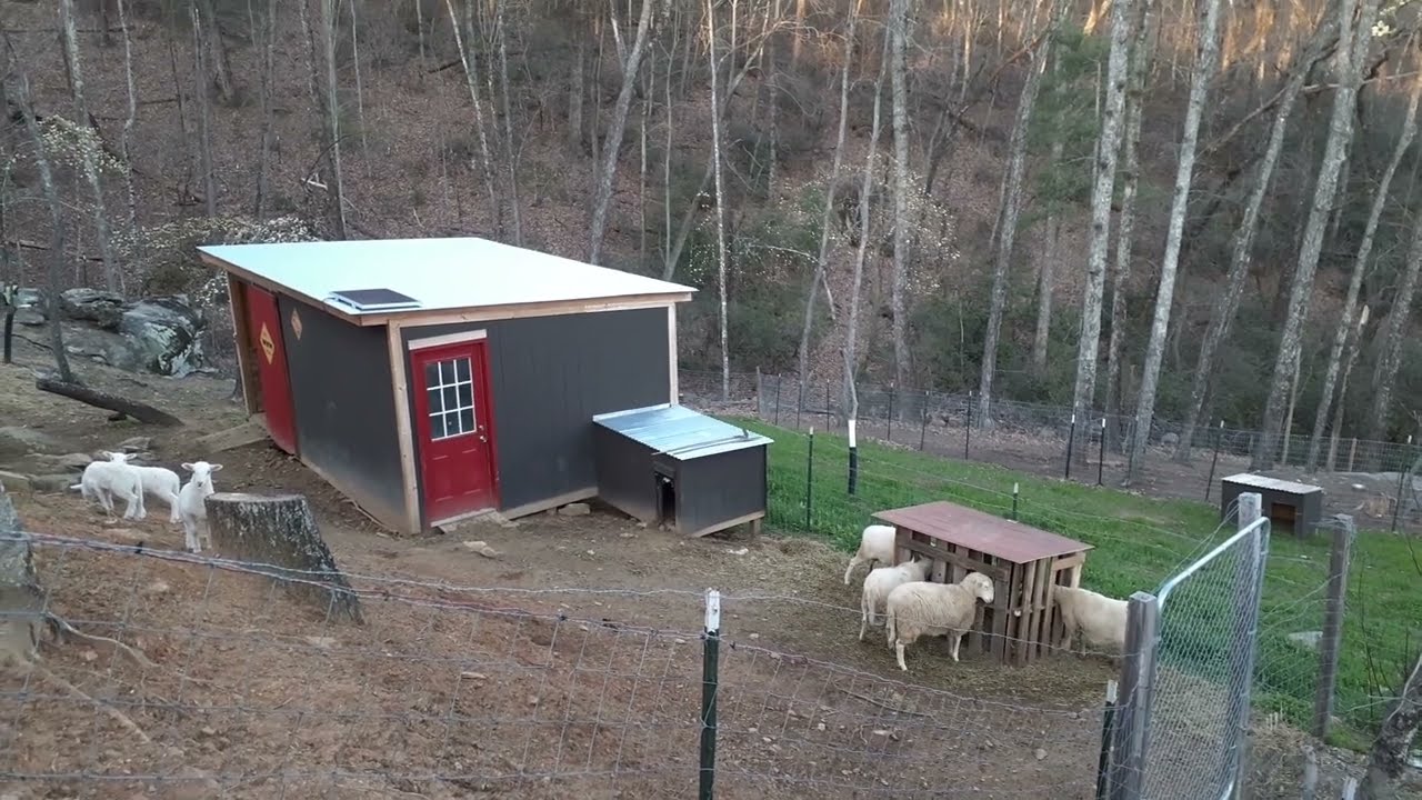 Sheep and creeper feeder update