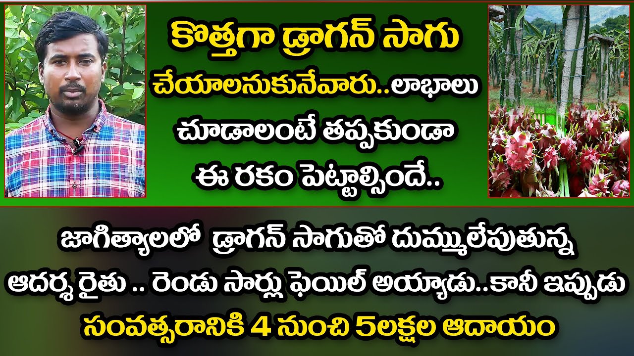 ఎకరానికి 4 నుంచి 5లక్షలు | Dragon Fruit Cultivation In telangana| Dragon Fruit Farming and Tips